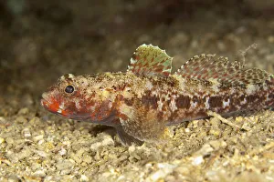 Red mouthed goby (Gobius cruentatus) on seabed, Larvotto Marine Reserve, Monaco, Mediterranean Sea Red mouthed goby (Gobius cruentatus) on seabed, Larvotto Marine Reserve, Monaco, Mediterranean Sea