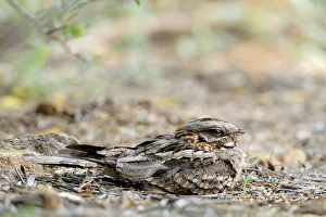 Red-necked nightjar (Caprimulgus ruficollis) on nest with eggs, Arcos de la Frontera Red-necked nightjar (Caprimulgus ruficollis) on nest with eggs, Arcos de la Frontera