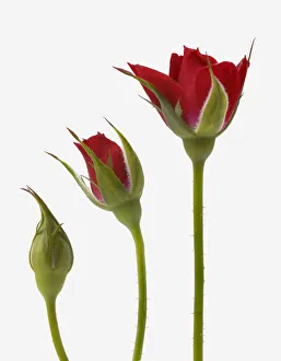 Red rose flower opening from bud - sequence, digital composite Red rose flower opening from bud - sequence, digital composite