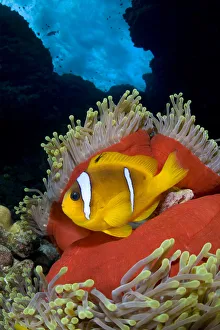 Red Sea anemonefish (Amphiprion bicinctus) in Magnificent sea anemone (Heteractis magnifica) Red Sea anemonefish (Amphiprion bicinctus) in Magnificent sea anemone (Heteractis magnifica)