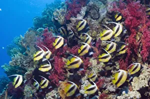 Red Sea bannerfish (Heniochus intermedius) large school with soft corals. Egypt, Red Sea Red Sea bannerfish (Heniochus intermedius) large school with soft corals. Egypt, Red Sea