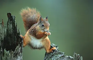 Red squirrel balancing on pine stump {Sciurus vulgaris} Norway Red squirrel balancing on pine stump {Sciurus vulgaris} Norway