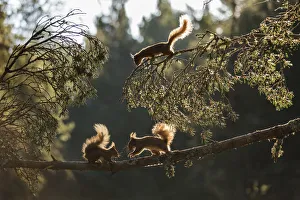 Red squirrel, (Sciurus vulgaris), three animals backlit on pine branch, Cairngorms National Park Red squirrel, (Sciurus vulgaris), three animals backlit on pine branch, Cairngorms National Park