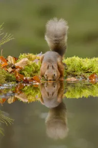 Red squirrel (Sciurus vulgaris) drinking from water, Black Isle, Scotland, UK. October Red squirrel (Sciurus vulgaris) drinking from water, Black Isle, Scotland, UK. October