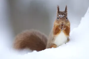 Red Squirrel (Sciurus vulgaris) feeding in snow. Scotland, UK, December Red Squirrel (Sciurus vulgaris) feeding in snow. Scotland, UK, December