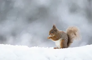 Red squirrel (Sciurus vulgaris) feeding in snow. Scotland, UK. March Red squirrel (Sciurus vulgaris) feeding in snow. Scotland, UK. March