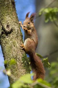 Red squirrel (Sciurus vulgaris) feeding in a tree, Bavaria, Germany, Europe Red squirrel (Sciurus vulgaris) feeding in a tree, Bavaria, Germany, Europe