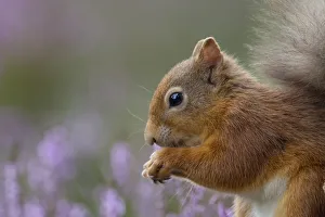 Red Squirrel (Sciurus vulgaris) in flowering heather. Inshriach Forest, Scotland, September Red Squirrel (Sciurus vulgaris) in flowering heather. Inshriach Forest, Scotland, September