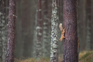Red squirrel (Sciurus vulgaris) foraging in forest, climbing down tree trunk, Cairngorms Red squirrel (Sciurus vulgaris) foraging in forest, climbing down tree trunk, Cairngorms