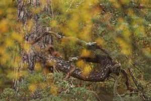 Red squirrel (Sciurus vulgaris) on old pine tree, looking through autumn birch foliage Red squirrel (Sciurus vulgaris) on old pine tree, looking through autumn birch foliage