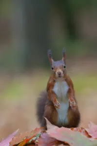 Red squirrel (Sciurus vulgaris) portrait, sitting alert in autumnal woodland leaf litter Red squirrel (Sciurus vulgaris) portrait, sitting alert in autumnal woodland leaf litter