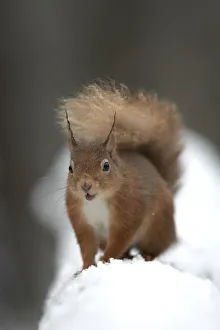 Red squirrel (Sciurus vulgaris) portrait in snow, Cairngorms National Park, Scotland Red squirrel (Sciurus vulgaris) portrait in snow, Cairngorms National Park, Scotland