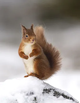 Red squirrel (Sciurus vulgaris) stood on log in snow, Cairngorms National Park, Scotland, UK Red squirrel (Sciurus vulgaris) stood on log in snow, Cairngorms National Park, Scotland, UK