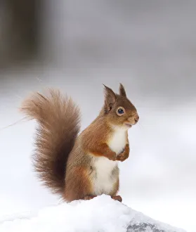 Red squirrel (Sciurus vulgaris) stood on log in snow , Cairngorms National Park, Scotland, UK Red squirrel (Sciurus vulgaris) stood on log in snow , Cairngorms National Park, Scotland, UK