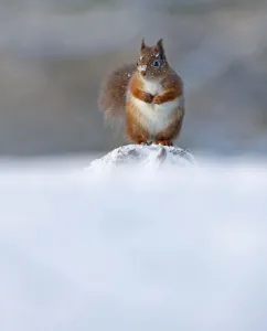 Red Squirrel (Sciurus vulgaris) in winter, Cairngorms National Park, Highlands, Scotland Red Squirrel (Sciurus vulgaris) in winter, Cairngorms National Park, Highlands, Scotland