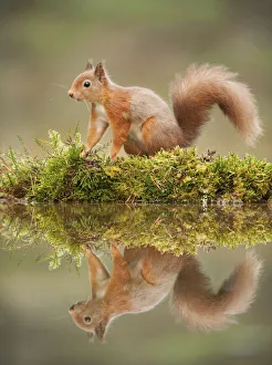 Red squirrel (Sciurus vulgaris) at woodland pool, Scotland, UK, November Red squirrel (Sciurus vulgaris) at woodland pool, Scotland, UK, November