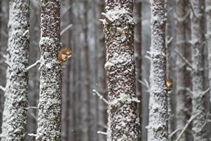 Two Red Squirrels (Sciurus vulgaris) in snowy pine forest. Glenfeshie, Scotland, January Two Red Squirrels (Sciurus vulgaris) in snowy pine forest. Glenfeshie, Scotland, January