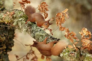Red squirrels (Sciurus vulgaris) interacting, Cairngorms National Park, Highlands Red squirrels (Sciurus vulgaris) interacting, Cairngorms National Park, Highlands