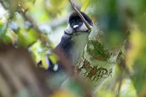 Framed Print : Red-tailed monkey print, Kibale Forest tree scene