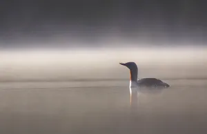 Red throated diver (Gavia stellata) on lochan in dawn mist, Cairngorms National Park Red throated diver (Gavia stellata) on lochan in dawn mist, Cairngorms National Park