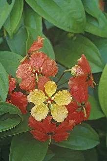 Red trailing bauhinia (Bauhinia kockiana), flowers change from yellow to red with age Red trailing bauhinia (Bauhinia kockiana), flowers change from yellow to red with age