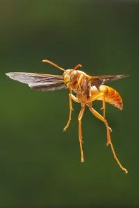Red wasp (Polistes carolina) in flight Lamar County, Texas, USA Controlled conditions Red wasp (Polistes carolina) in flight Lamar County, Texas, USA Controlled conditions