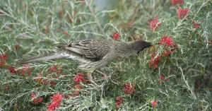 Red wattlebird (Anthochaera carunculata) nectaring on Grevillea (Grevillea preissii) Red wattlebird (Anthochaera carunculata) nectaring on Grevillea (Grevillea preissii)