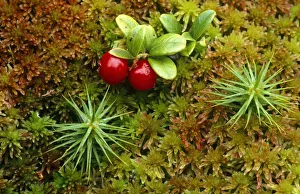 Red whortleberry / Cowberry {Vaccinium vitis-idaea} growing amongst sphagnum moss Red whortleberry / Cowberry {Vaccinium vitis-idaea} growing amongst sphagnum moss