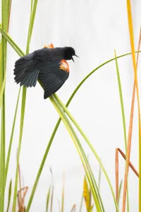 Red-winged Blackbird (Agelaius phoeniceus) male displaying in cattail marsh Red-winged Blackbird (Agelaius phoeniceus) male displaying in cattail marsh