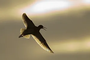 Redshank (Tringa totanus) calling in flight, Outer Hebrides, Scotland, UK, June Redshank (Tringa totanus) calling in flight, Outer Hebrides, Scotland, UK, June