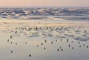 Redshank (Tringa totanus) foraging on tidal flats. Liverpool Bay, UK, December Redshank (Tringa totanus) foraging on tidal flats. Liverpool Bay, UK, December