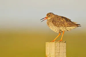 Redshank (Tringa totanus) perched on a fence post, vocalising, Balranald RSPB reserve Redshank (Tringa totanus) perched on a fence post, vocalising, Balranald RSPB reserve