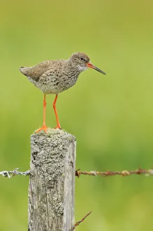 Redshank (Tringa totanus) perched on a fencepost, vocalising, Balranald RSPB reserve Redshank (Tringa totanus) perched on a fencepost, vocalising, Balranald RSPB reserve