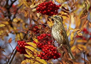 Redwing (Turdus iliacus) perching on branch, feeding on Rowan (Sorbus) berries, Porvoo Redwing (Turdus iliacus) perching on branch, feeding on Rowan (Sorbus) berries, Porvoo