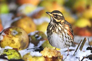 Redwing (Turdus iliacus) in winter on windfall apples. Dorset, UK, December 2010 Redwing (Turdus iliacus) in winter on windfall apples. Dorset, UK, December 2010