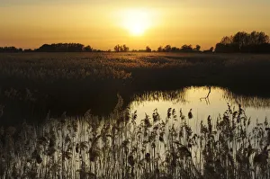 Reed beds (Phragmites sp), Joist Fen at sunset, Lakenheath Fen RSPB Reserve, Suffolk Reed beds (Phragmites sp), Joist Fen at sunset, Lakenheath Fen RSPB Reserve, Suffolk
