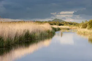 Reed beds and view towards Glastonbury Tor from Ham Wall (RSPB Nature Reserve) late evening light Reed beds and view towards Glastonbury Tor from Ham Wall (RSPB Nature Reserve) late evening light