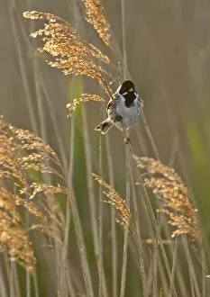 Reed bunting (Emberiza schoeniclus) adult male perched in reedbed, Norfolk, UK, May Reed bunting (Emberiza schoeniclus) adult male perched in reedbed, Norfolk, UK, May