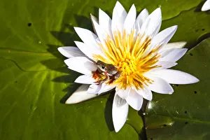 Reed frog (Hyperolius sp) on water lily, Okavango Delta. Botswana Reed frog (Hyperolius sp) on water lily, Okavango Delta. Botswana
