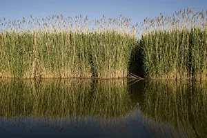 Reeds on in Tisza lake, Hortobagy National Park, Hungary, May 2009 Reeds on in Tisza lake, Hortobagy National Park, Hungary, May 2009
