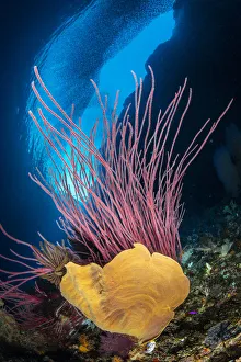 A reef scene with an orange elephant ear sponge (Ianthella basta A reef scene with an orange elephant ear sponge (Ianthella basta