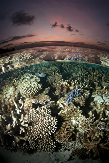 Reef under the surface of shallow waters, at sunset, covered with hard corals, Brush Coral Reef under the surface of shallow waters, at sunset, covered with hard corals, Brush Coral