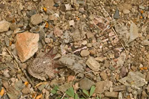 Regal horned lizard {Phrynosoma solare} buried to keep cool, Sonoran desert, Arizona, USA Regal horned lizard {Phrynosoma solare} buried to keep cool, Sonoran desert, Arizona, USA