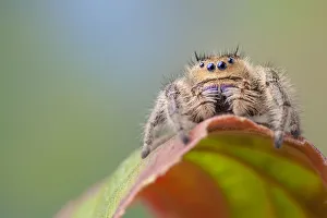 Regal Jumping Spider (Phidippus regius) female. Captive, endemic to North America Regal Jumping Spider (Phidippus regius) female. Captive, endemic to North America