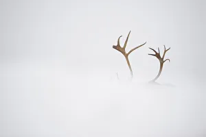 Reindeer (Rangifer tarandus) antlers, body hidden by snow, Forollhogna National Park Reindeer (Rangifer tarandus) antlers, body hidden by snow, Forollhogna National Park