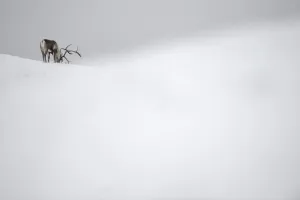 Reindeer (Rangifer tarandus) feeding in snow, Forollhogna National Park, Norway Reindeer (Rangifer tarandus) feeding in snow, Forollhogna National Park, Norway