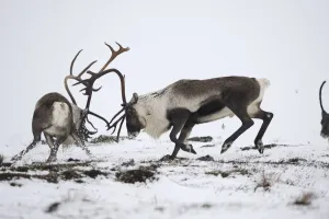 Reindeer (Rangifer tarandus) fighting, Forollhogna National Park, Norway, September Reindeer (Rangifer tarandus) fighting, Forollhogna National Park, Norway, September