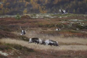 Reindeer (Rangifer tarandus) grazing, Forollhogna National Park, Norway, September 2008 Reindeer (Rangifer tarandus) grazing, Forollhogna National Park, Norway, September 2008