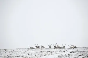 Reindeer (Rangifer tarandus) herd in distance in snow, Forollhogna National Park Reindeer (Rangifer tarandus) herd in distance in snow, Forollhogna National Park