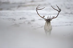 Reindeer (Rangifer tarandus) with large antlers, Forollhogna National Park, Norway Reindeer (Rangifer tarandus) with large antlers, Forollhogna National Park, Norway